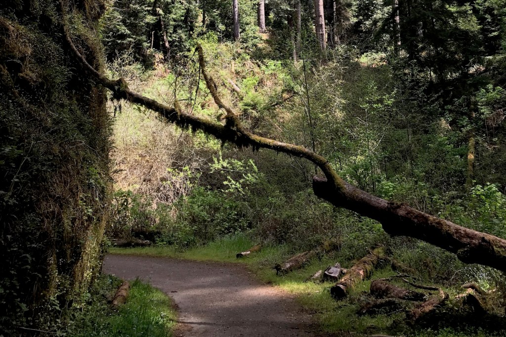 How to use JSONP (AJAX to SSL) in WordPress, an EASIER way