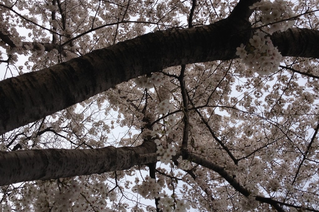 Object Oriented WordPress Plugin&nbsp;Development