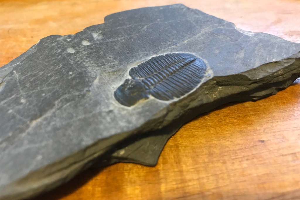 Technological Evolution, Microsoft vs&nbsp;Apple